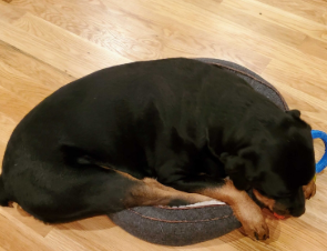 Dog resting comfortably during a pet sitting session in Charleston with Pampered Pets & Places, LLC, providing professional in-home pet care.