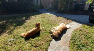 Dog relaxing after a walk with a professional dog walker in Charleston from Pampered Pets & Places, LLC