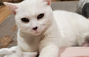 Cat relaxing comfortably at home with a professional cat sitter in Awendaw from Pampered Pets & Places, LLC
