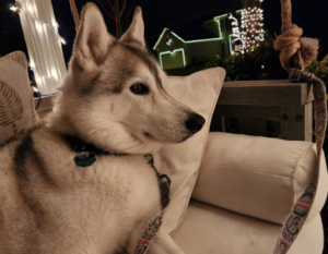 Dog relaxing comfortably at home with a professional dog sitter in Mount Pleasant from Pampered Pets & Places, LLC